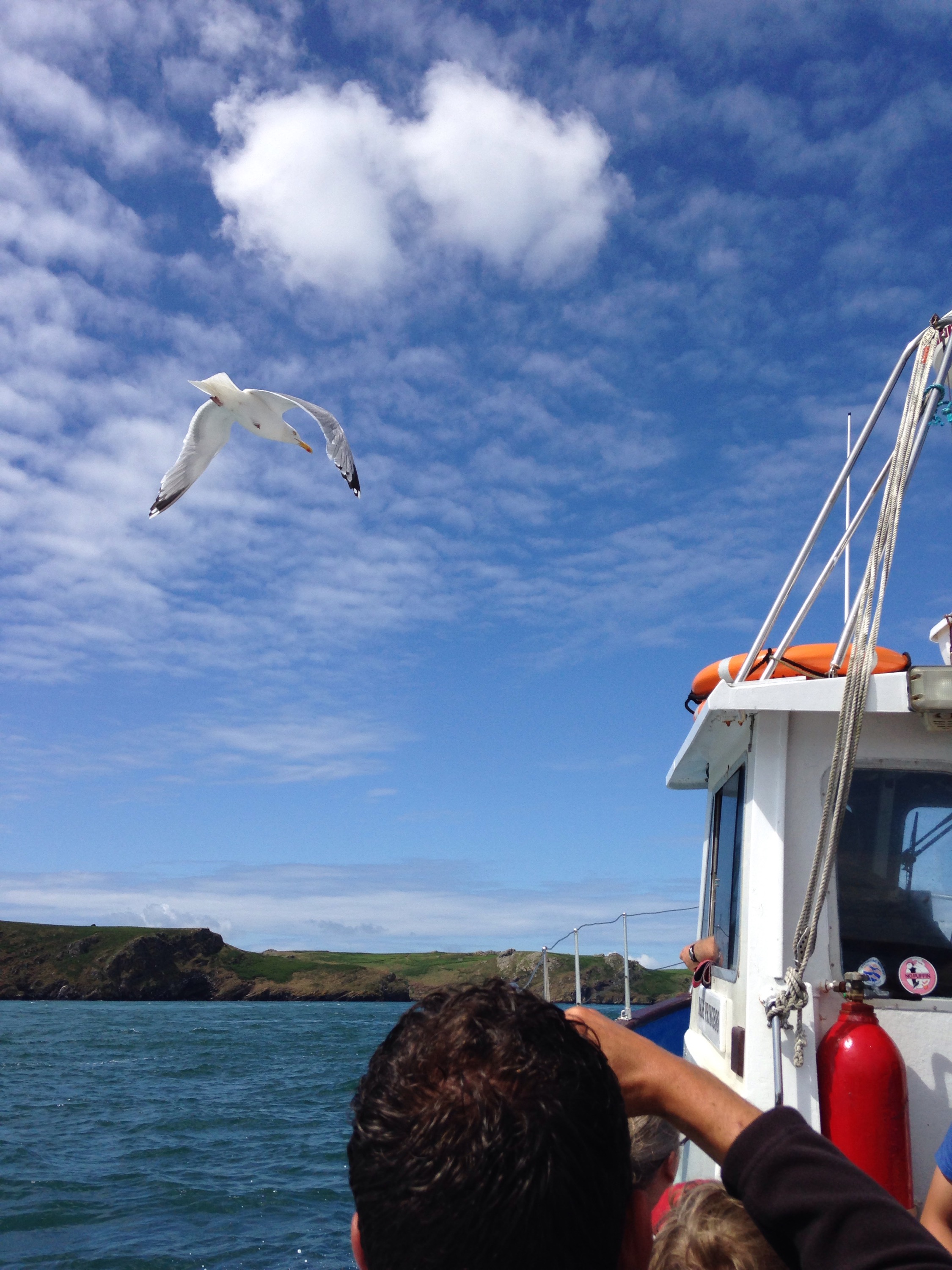 Gull flying next to boat
