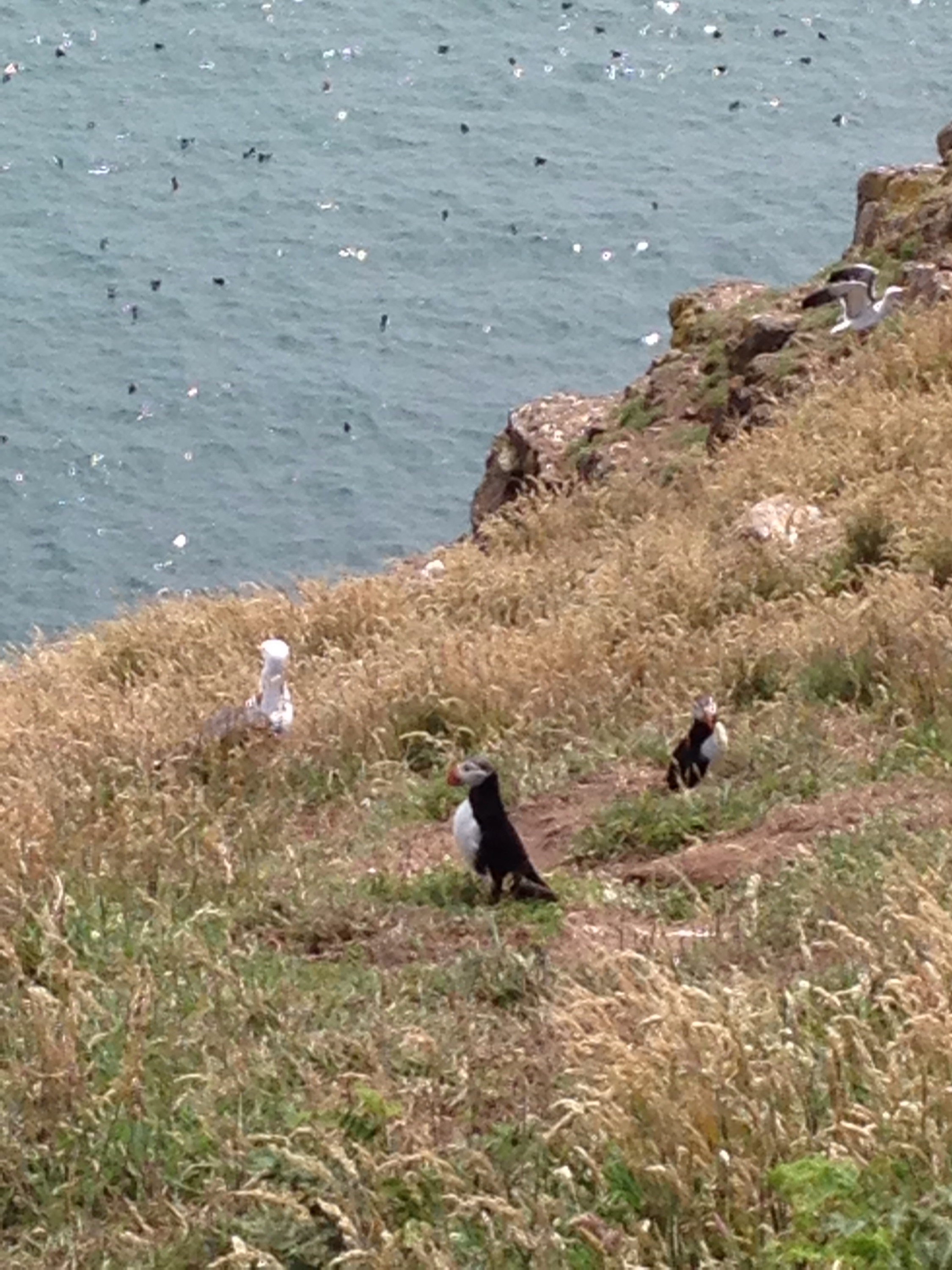 Pair of Puffins