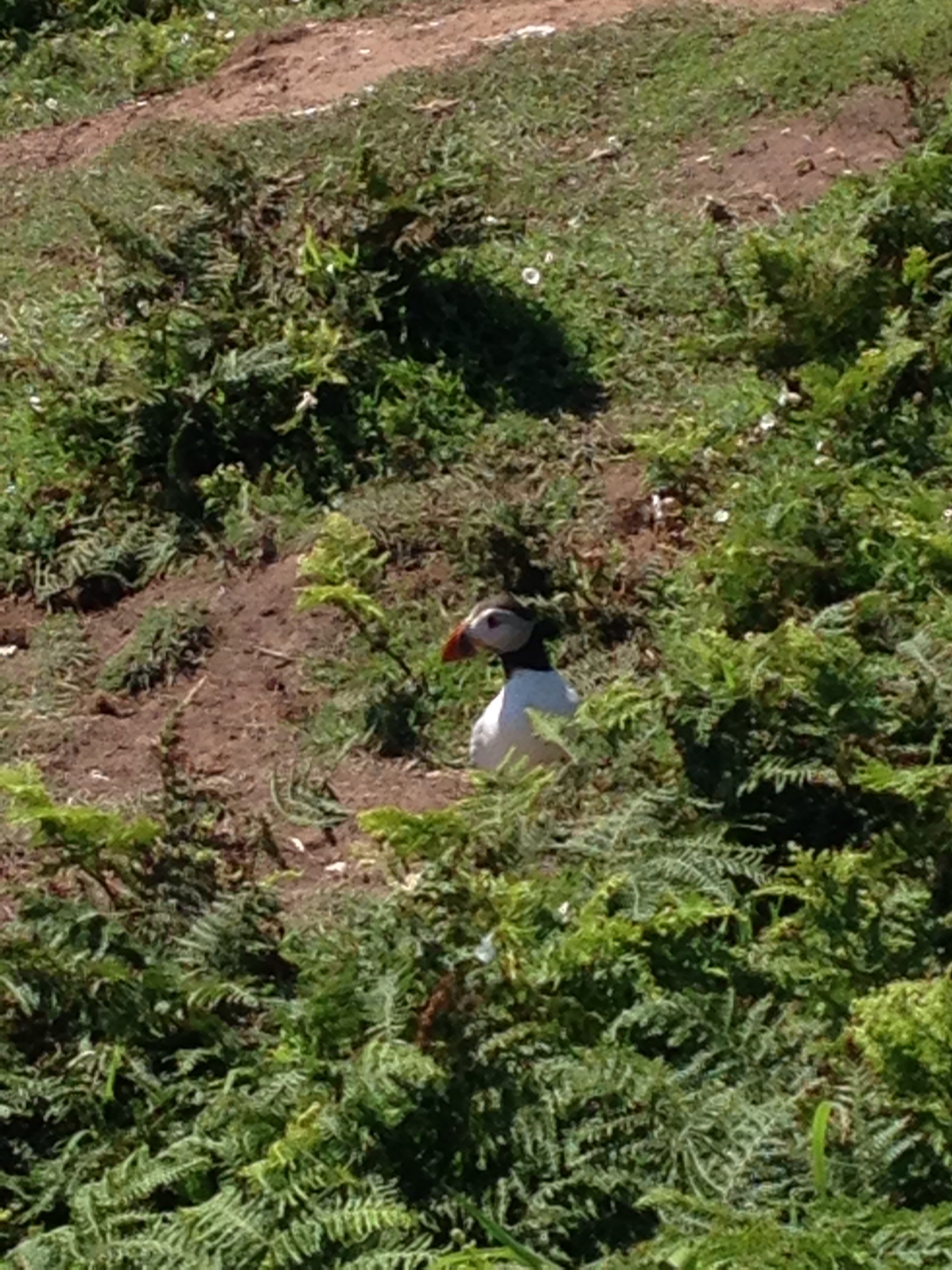Puffin in grass