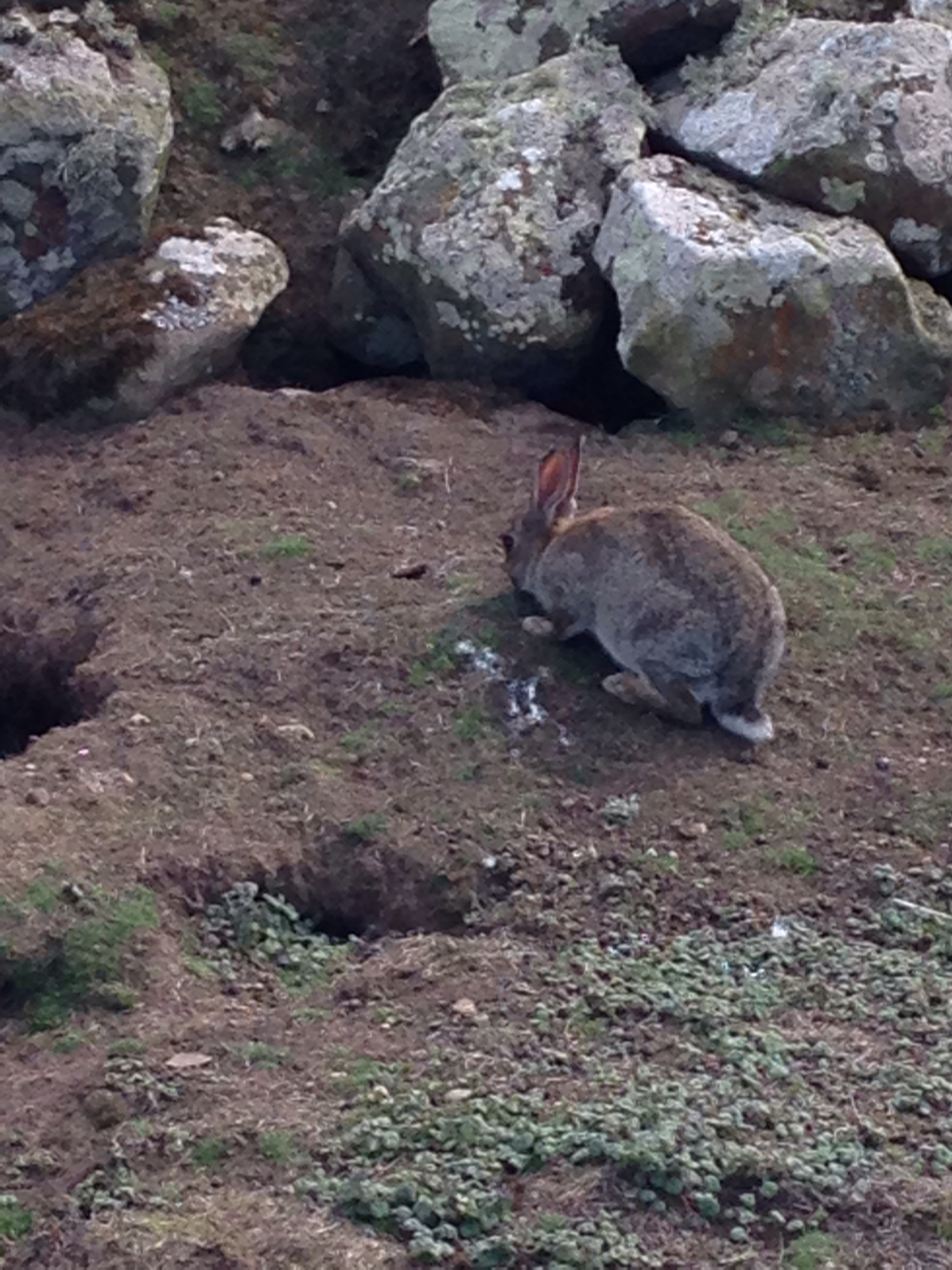 Bunny eating grass