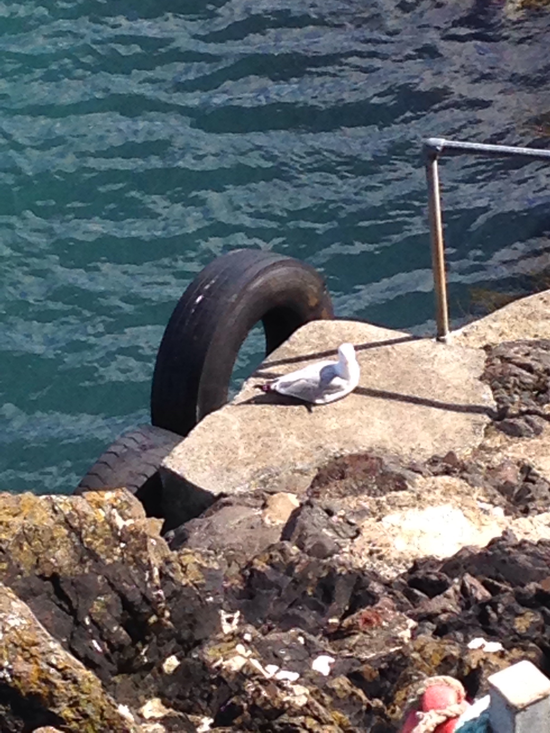 Gull sitting on dock