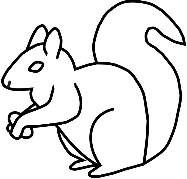 squirrel